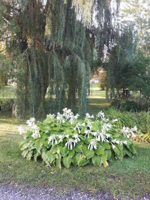 BARRETT: Margaret Mary “Peggy” (Noonan) formerly of London
