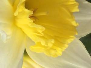 SANGSTER: Heather Elizabeth Templeton of Hensall